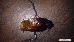 蟑螂有没有毒，上门杀蟑螂有毒