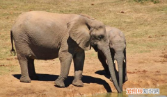 大象的鼻子会干些什么，大象的鼻子有什么作用