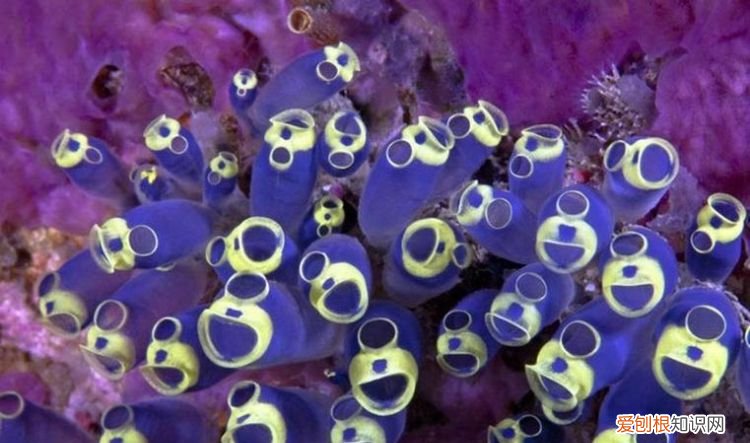 海鞘是什么动物,海狗是什么动物
