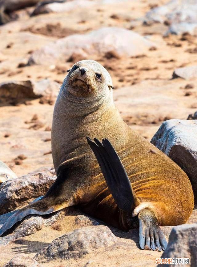海鞘是什么动物,海狗是什么动物