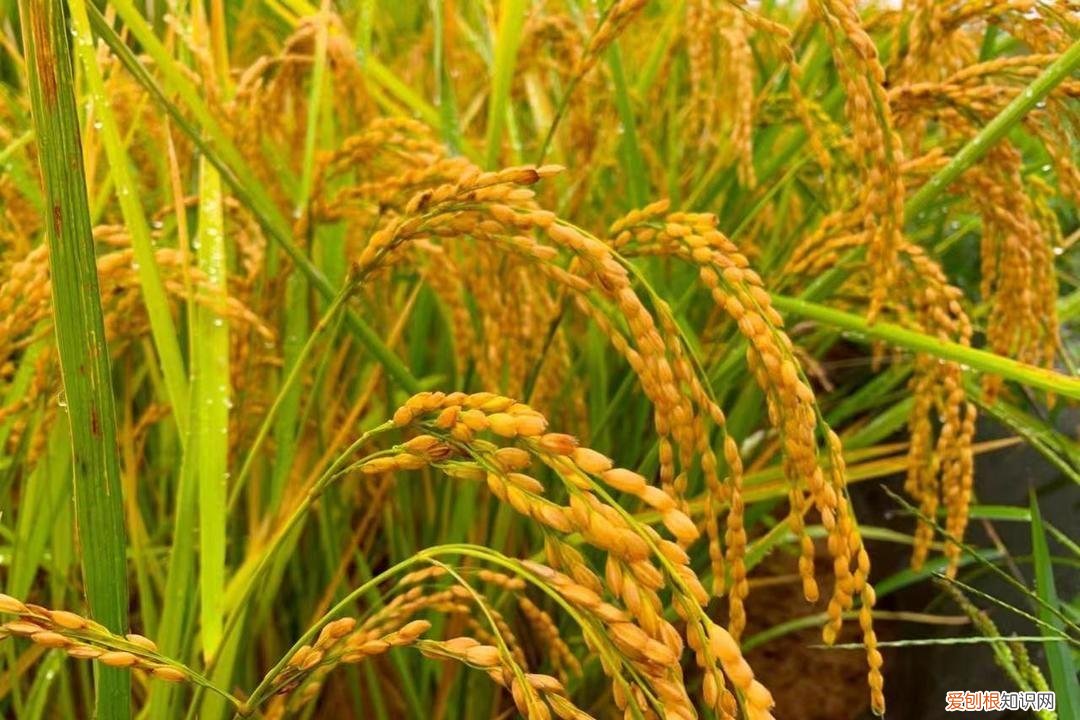 千年稻谷香，百年御贡粮