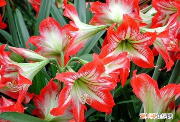 对对红是兰花吗,朱顶红是不是兰花