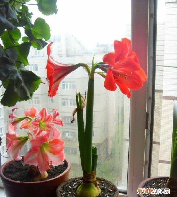 对对红是兰花吗,朱顶红是不是兰花