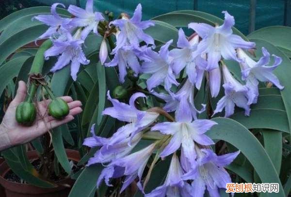 对对红是兰花吗,朱顶红是不是兰花