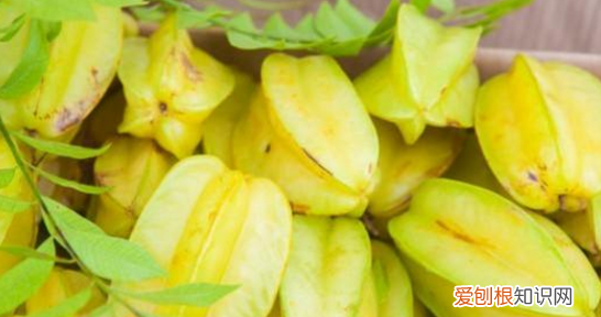 猫可以吃枇杷,川贝枇杷糖浆猫咪能喝吗