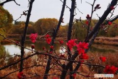 爱把海棠藏深秋什么意思，海棠藏于深秋是什么意思