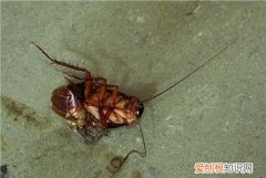 蟑螂用开水烫能死吗，蟑螂用火烧死还会繁殖