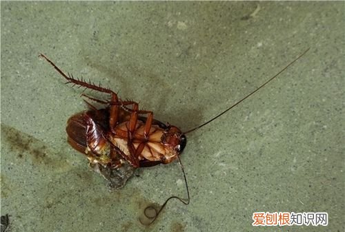 蟑螂用开水烫能死吗，蟑螂用火烧死还会繁殖