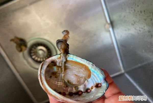 鲍鱼烧排骨的家常做法，鲍鱼可以和排骨同时下锅