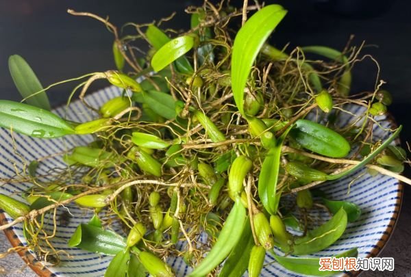 鲍鱼烧排骨的家常做法，鲍鱼可以和排骨同时下锅