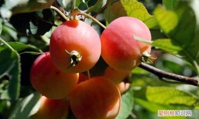 海棠果和沙果的区别，海棠果和沙果对比图片