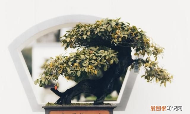 一切淡然深度美文 美文欣赏释然是一种心境