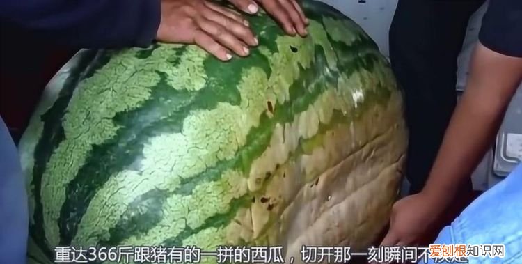 一个西瓜有多重，一个冬瓜的重量等于3个西瓜的重量2个西瓜的重量等于8个菠萝的重量1个冬瓜的重量等于几个菠萝的重