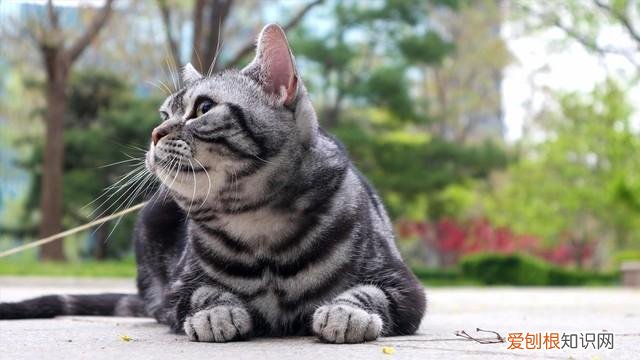 视频时代 Vlog相机应该如何选择