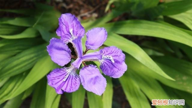 视频时代 Vlog相机应该如何选择