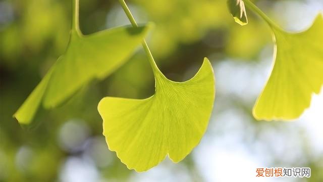 视频时代 Vlog相机应该如何选择