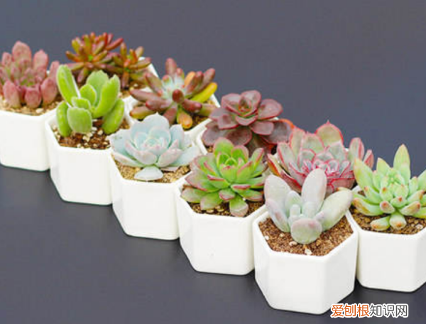 农作物复合肥能用来养花,养花用复合肥好还是有机肥好