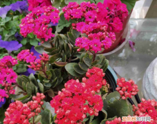 农作物复合肥能用来养花，养花用复合肥好还是有机肥好