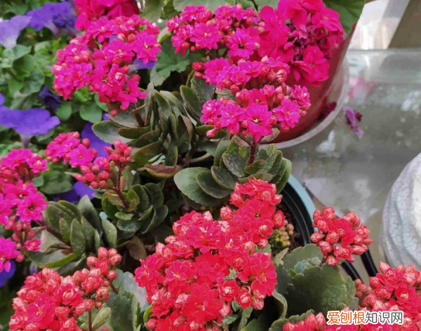 农作物复合肥能用来养花,养花用复合肥好还是有机肥好