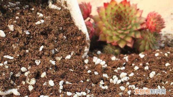 农作物复合肥能用来养花,养花用复合肥好还是有机肥好