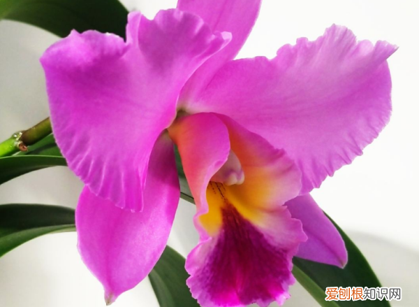 农作物复合肥能用来养花,养花用复合肥好还是有机肥好