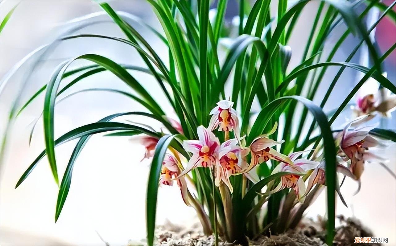 再旱、再热也别“喷水”的7种花(养花前你应该知道的常识)