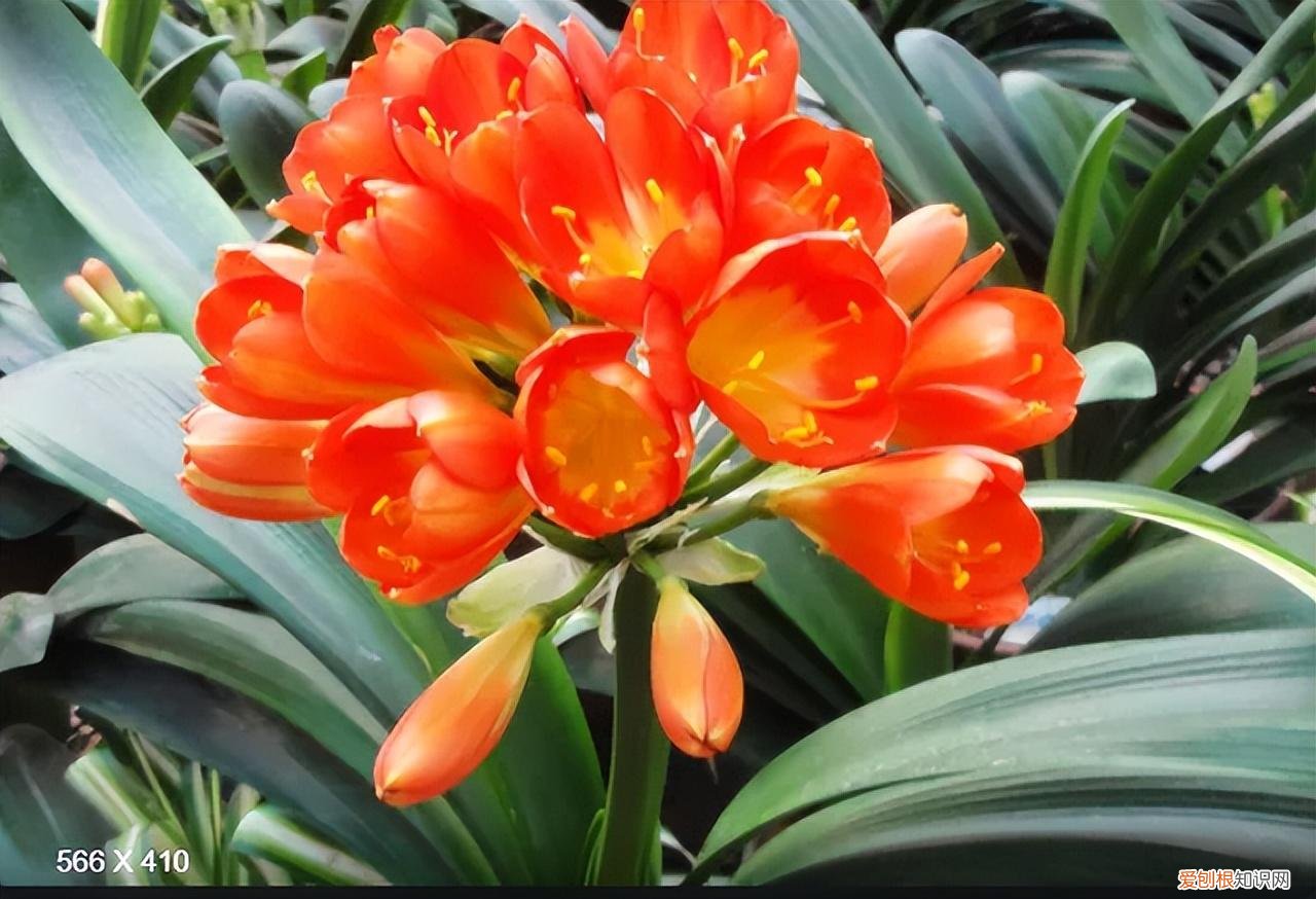 再旱、再热也别“喷水”的7种花(养花前你应该知道的常识)