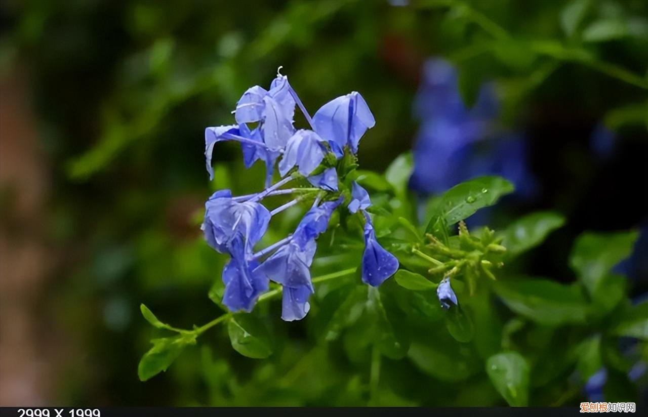 再旱、再热也别“喷水”的7种花(养花前你应该知道的常识)