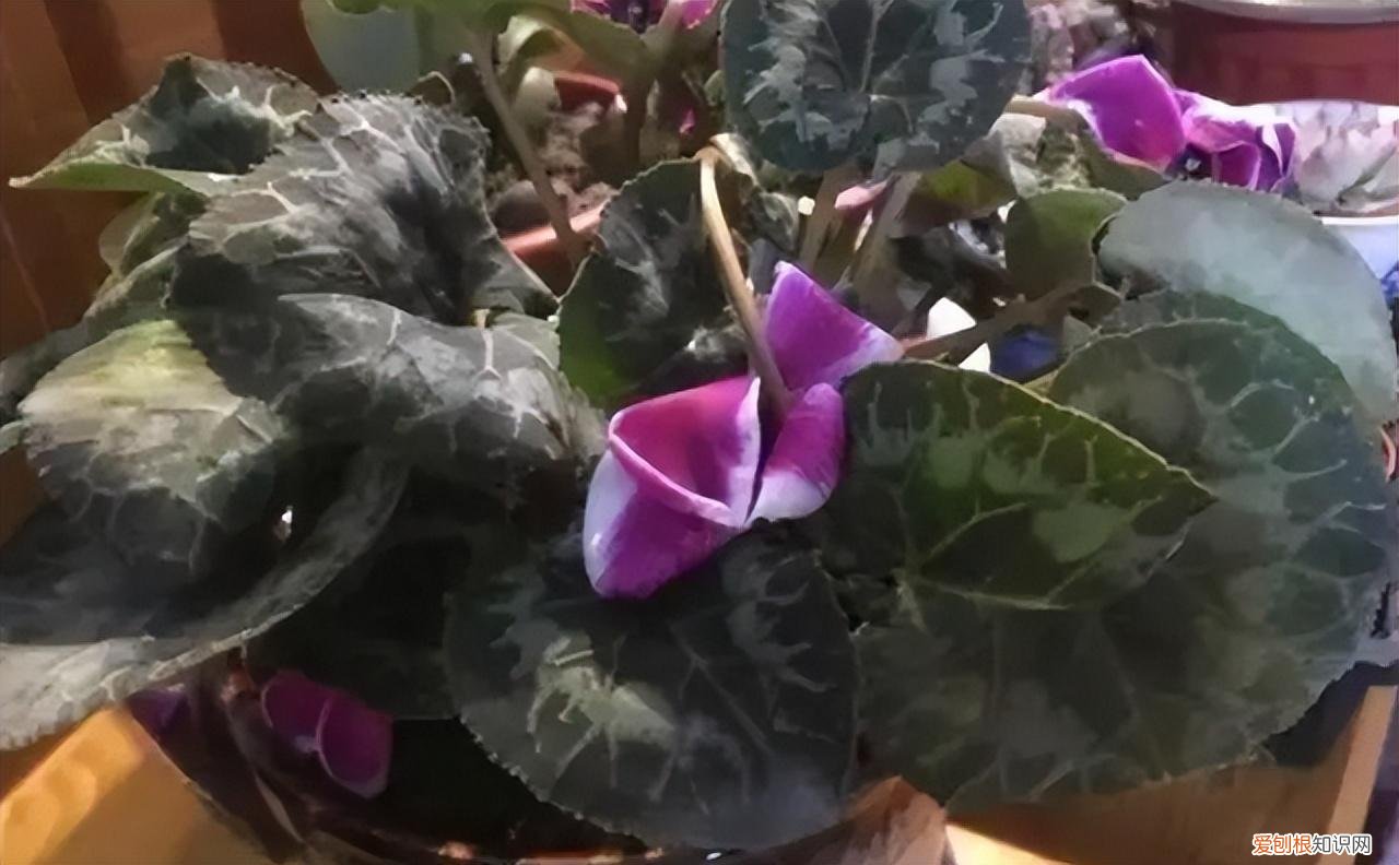 再旱、再热也别“喷水”的7种花(养花前你应该知道的常识)