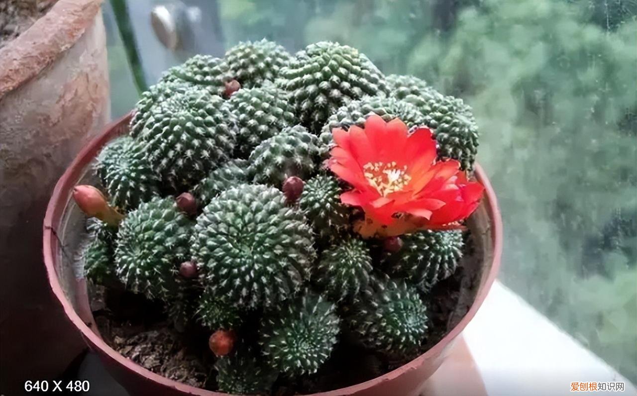 再旱、再热也别“喷水”的7种花(养花前你应该知道的常识)