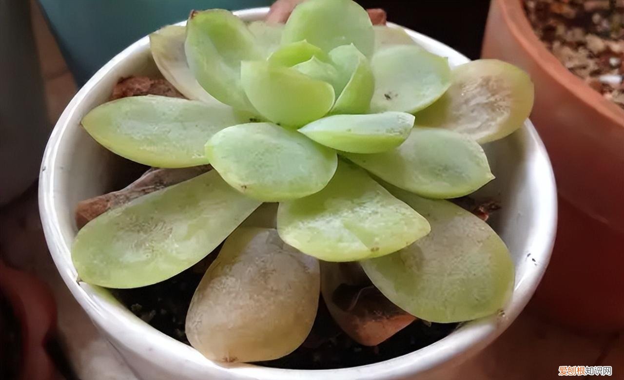 再旱、再热也别“喷水”的7种花(养花前你应该知道的常识)