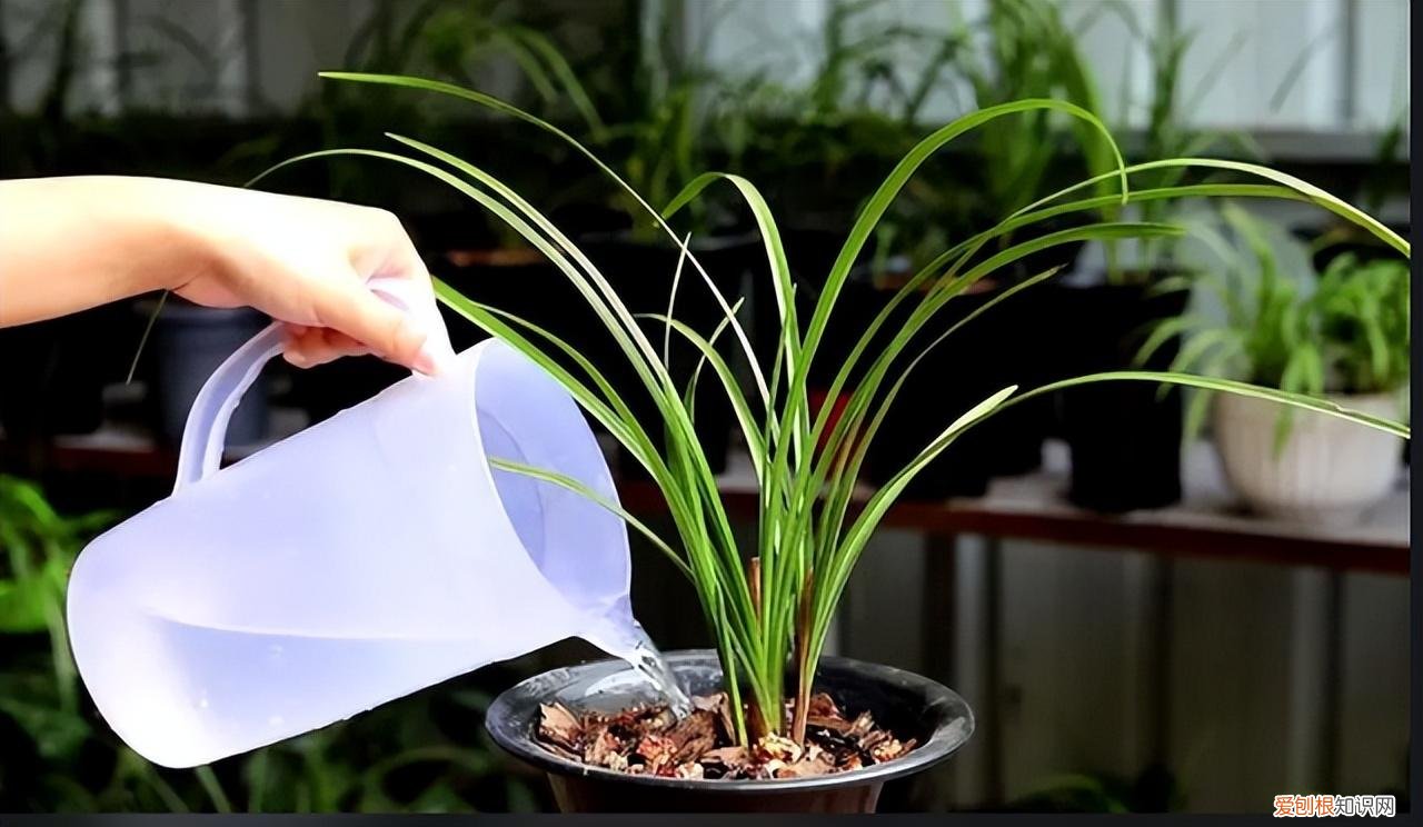 再旱、再热也别“喷水”的7种花(养花前你应该知道的常识)