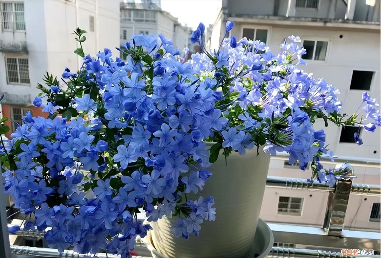 再旱、再热也别“喷水”的7种花(养花前你应该知道的常识)