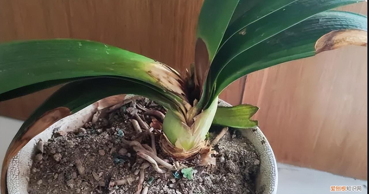 再旱、再热也别“喷水”的7种花(养花前你应该知道的常识)