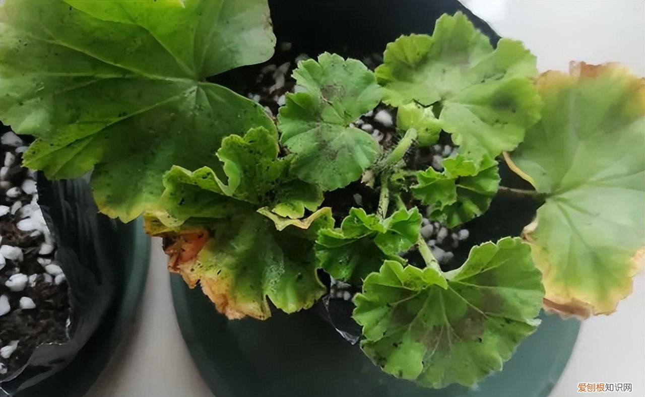 再旱、再热也别“喷水”的7种花(养花前你应该知道的常识)