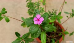 再旱、再热也别“喷水”的7种花(养花前你应该知道的常识）