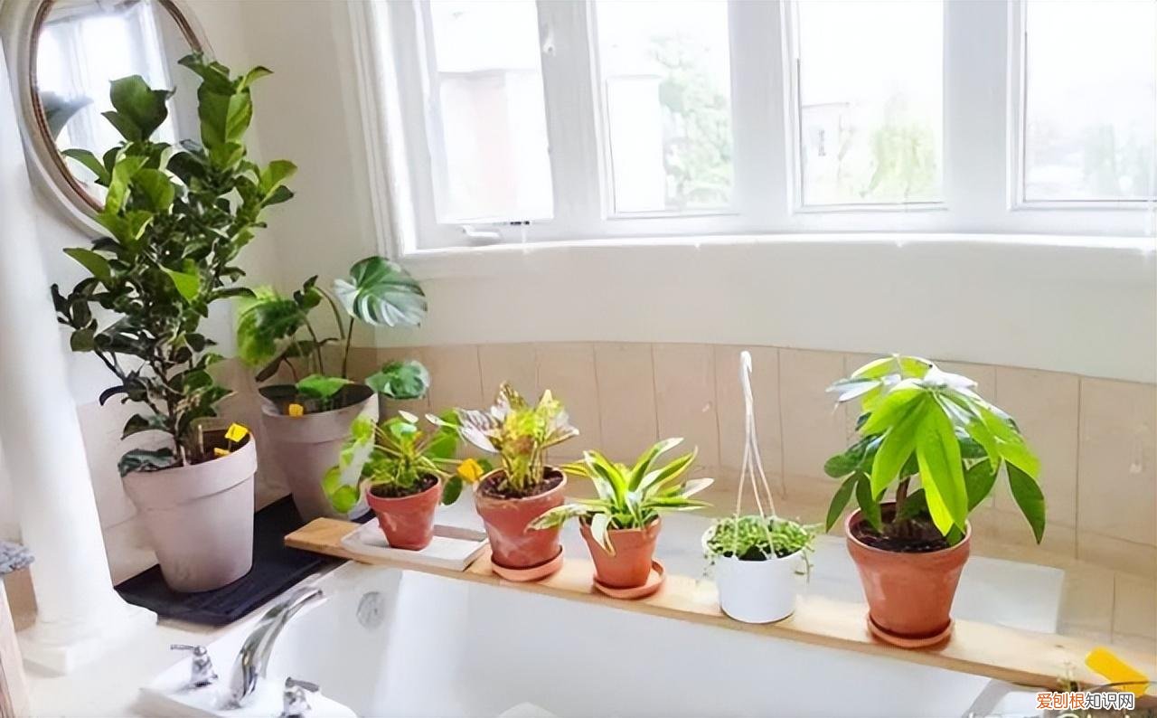 再旱、再热也别“喷水”的7种花(养花前你应该知道的常识)