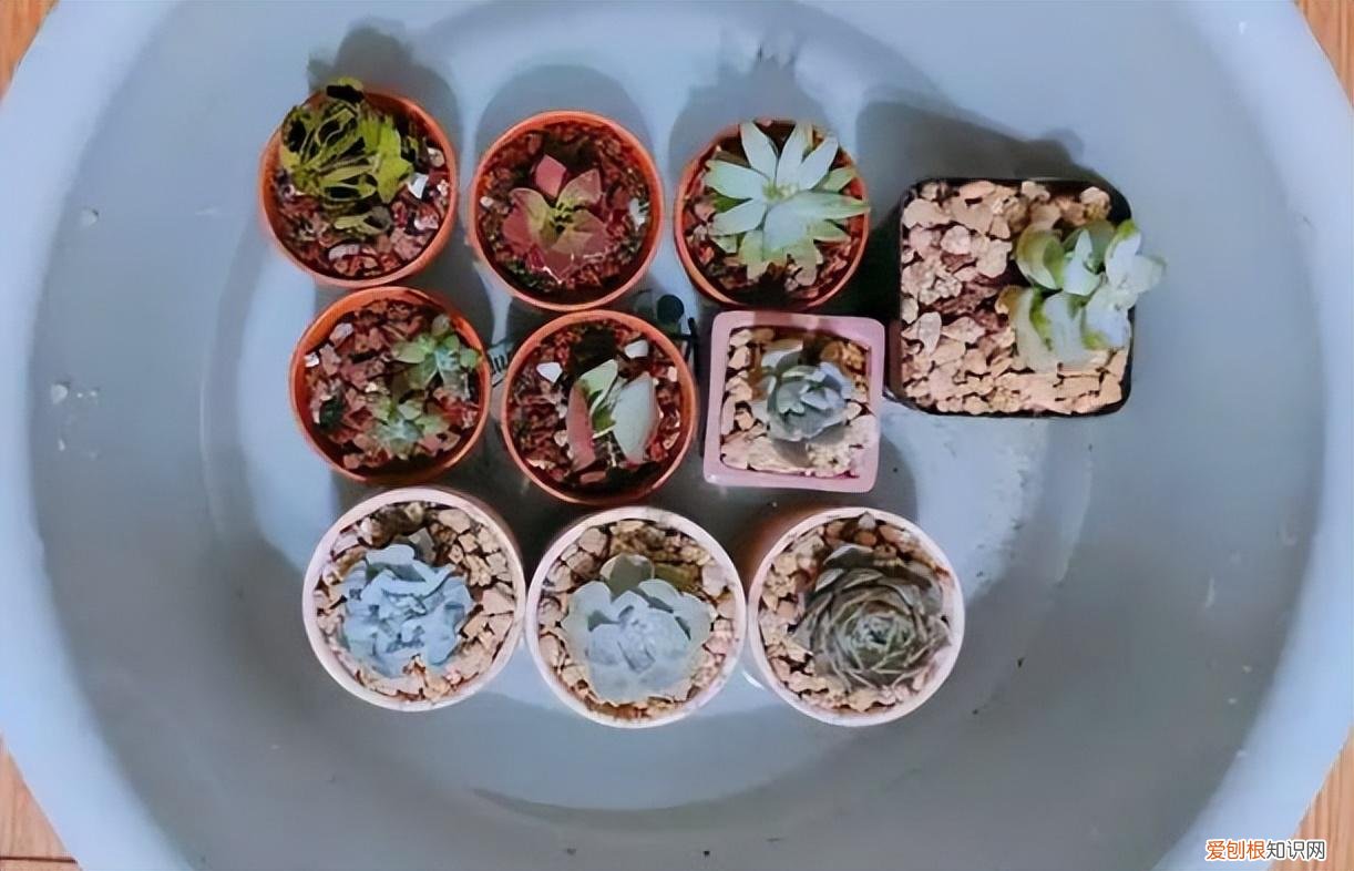 再旱、再热也别“喷水”的7种花(养花前你应该知道的常识)