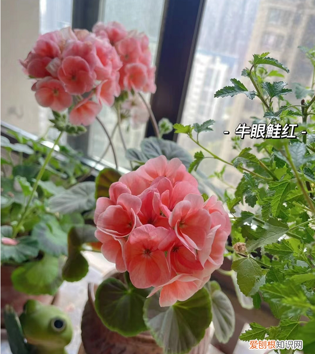 再旱、再热也别“喷水”的7种花(养花前你应该知道的常识)