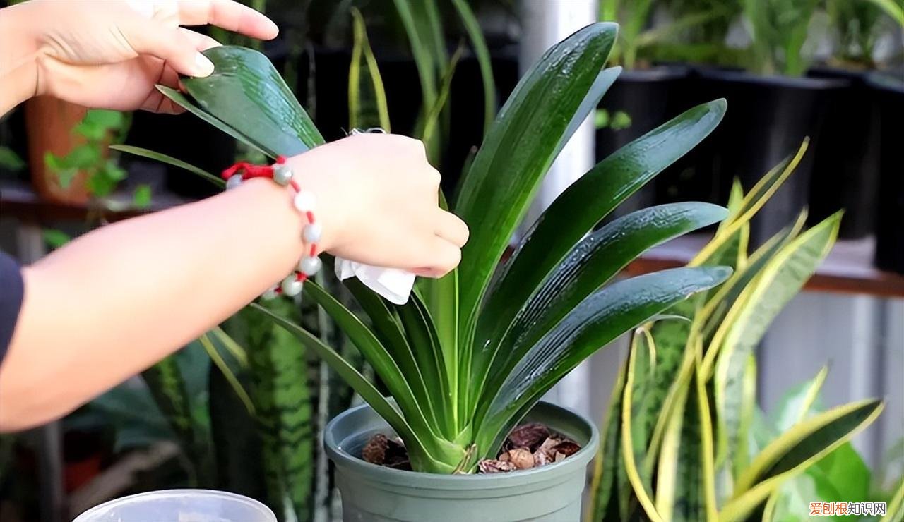 再旱、再热也别“喷水”的7种花(养花前你应该知道的常识)