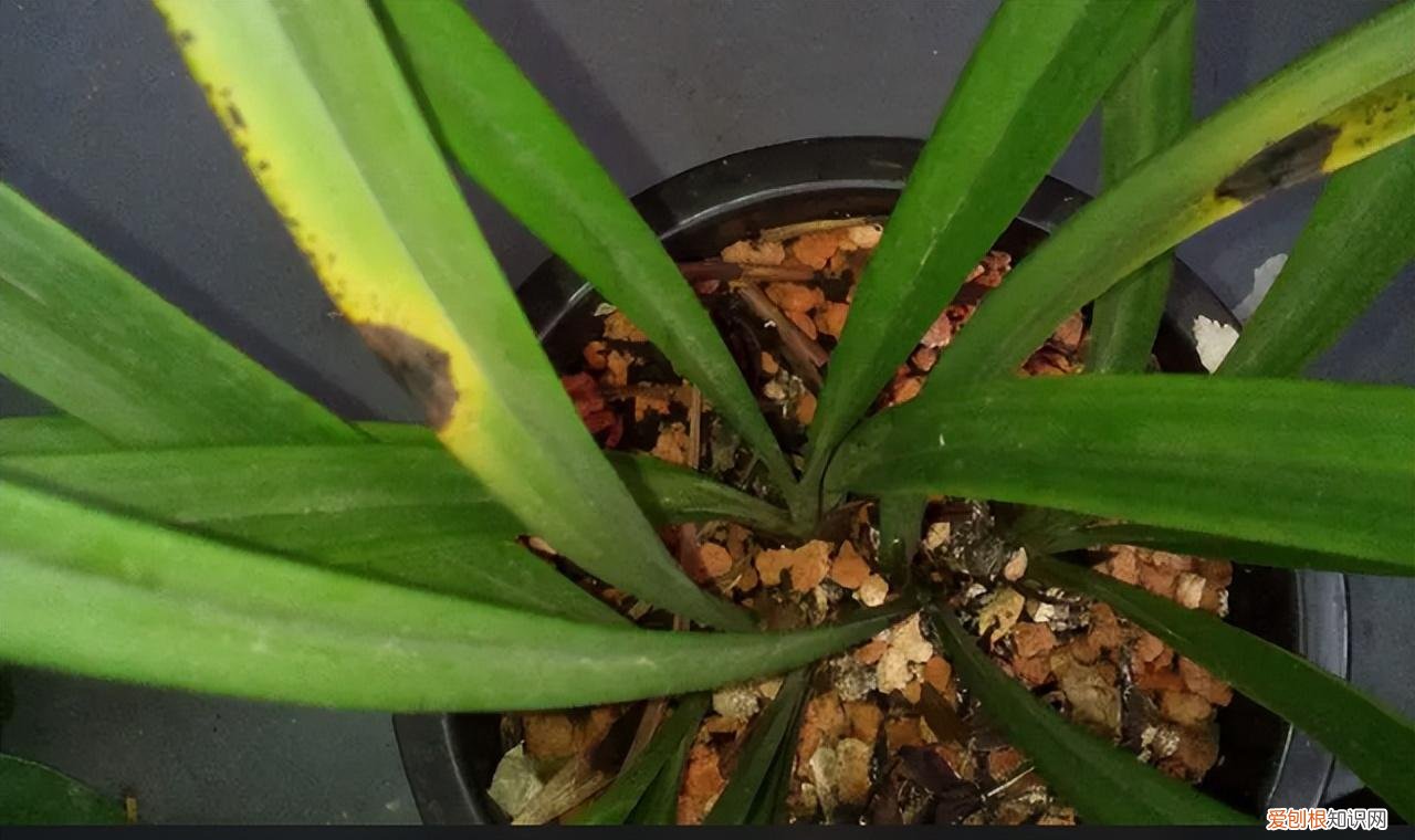 再旱、再热也别“喷水”的7种花(养花前你应该知道的常识)