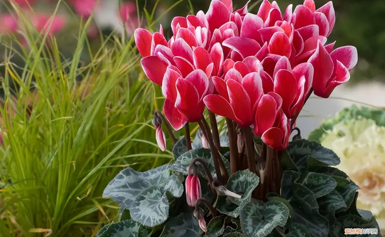 再旱、再热也别“喷水”的7种花(养花前你应该知道的常识)