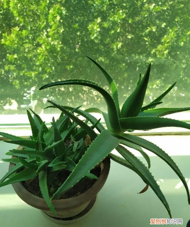 社会性死亡是什么意思