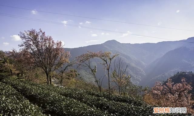 空山茶产自哪里,梅落有香空山人远去回首落梅花.什么意思