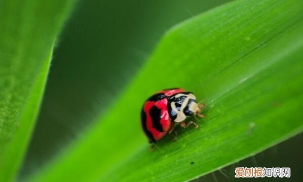 家里七星瓢虫怎样清除