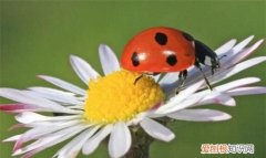 家里七星瓢虫怎样清除