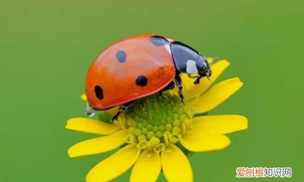 家里七星瓢虫怎样清除