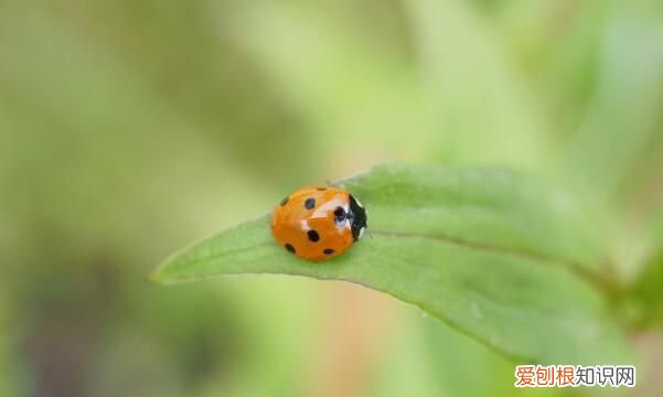 家里七星瓢虫怎样清除