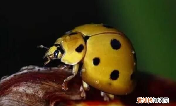 家里七星瓢虫怎样清除