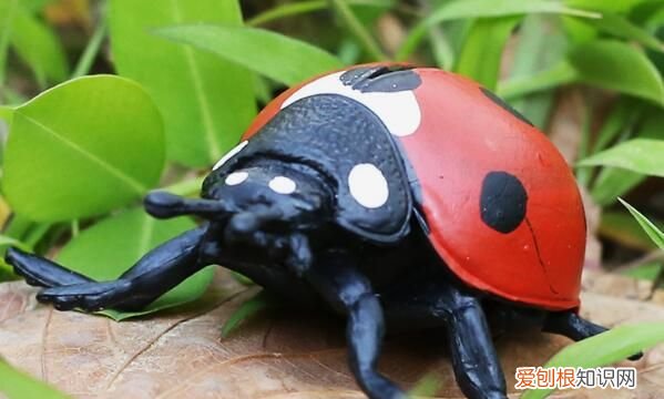 家里七星瓢虫怎样清除